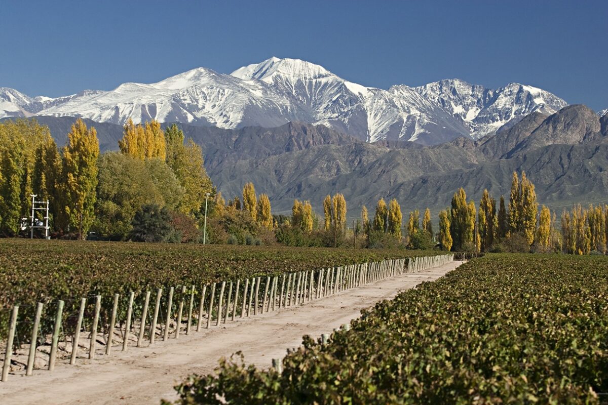 Ruta del Vino
